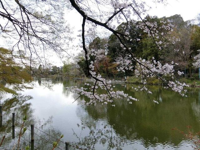 ���ӊ� �P�����r�i��r�E���r�j �k��10���B 780m